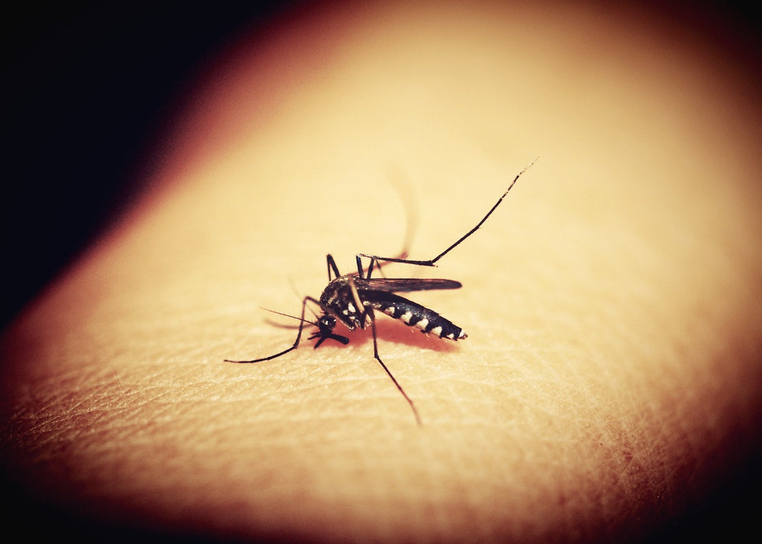 Bug Off and Bug Bites